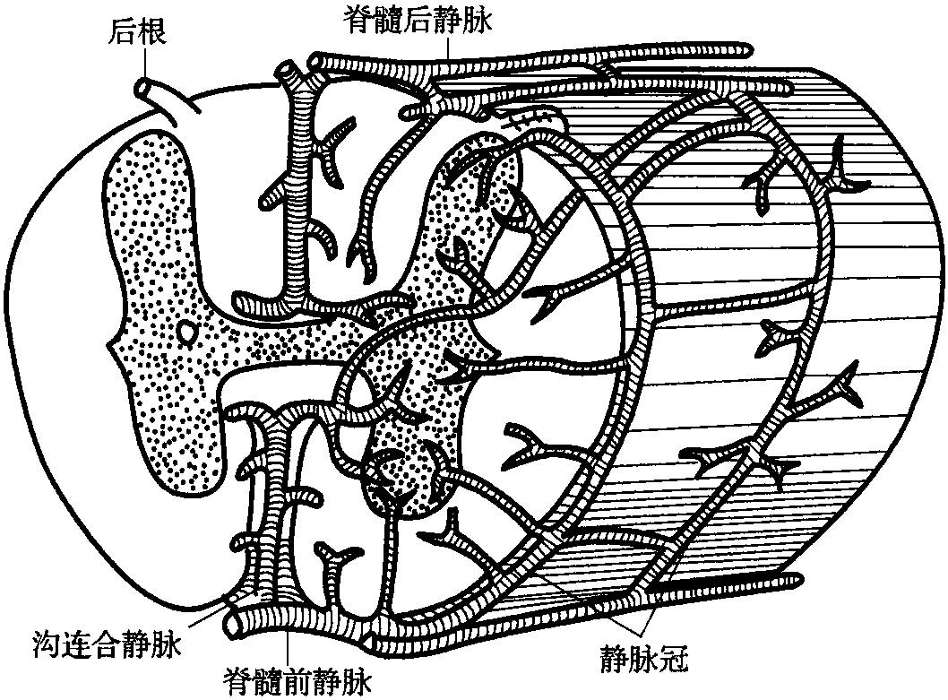 脊髓的血液供應(yīng)